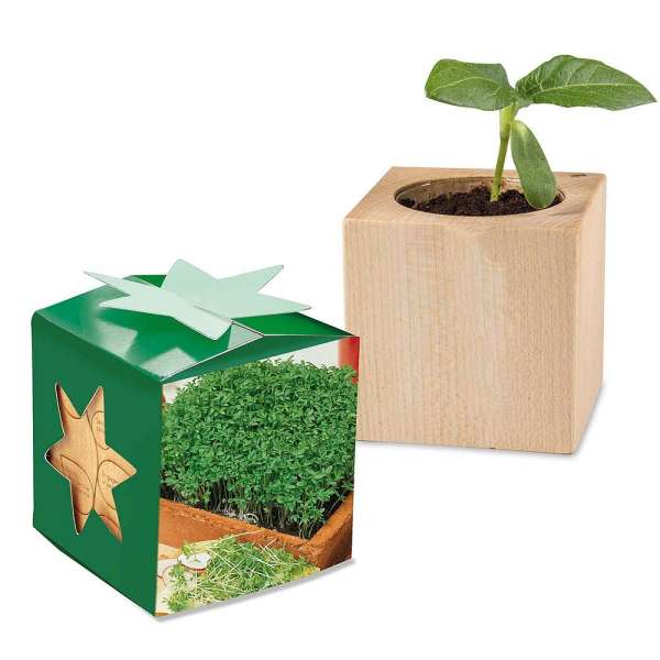 Pflanz-Holz Star-Box mit Samen - Gartenkresse, 1 Seite gelasert