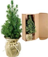 Vorschau: Natur-Bäumchen 20-30 cm, in Einzelkartonage Vorschau: Natur-Bäumchen 20-30 cm, in Einzelkartonage