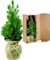 Natur-Bäumchen 20-30 cm