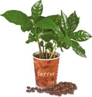 ,,Espresso" Mini-Kaffeepflanze