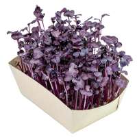 Microgreens-Gärtchen - Radies Sango Bio-Qualität