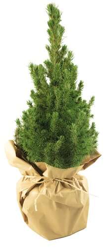 Natur-Bäumchen 35-45 cm