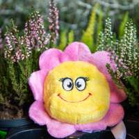 Vorschau: Displayreiniger Blume Blumenkind Vorschau: Displayreiniger Blume Blumenkind