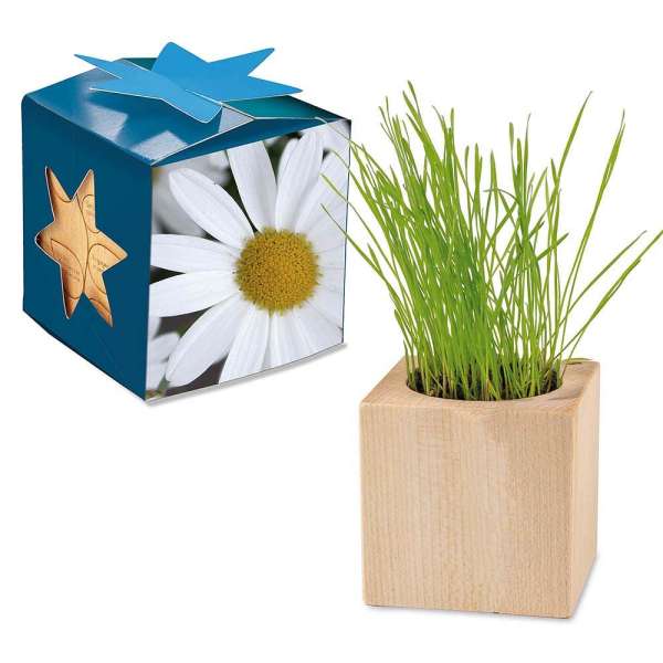 Pflanz-Holz Maxi Star-Box mit Samen - Margerite