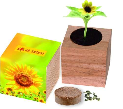 Großer Natur-Würfel Sonne