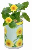 Vorschau: Blumendose Sonne Ø 65 x 90 mm, Zwergsonnenblume Vorschau: Blumendose Sonne Ø 65 x 90 mm, Zwergsonnenblume