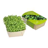 Microgreens-Gärtchen - Salatrauke Bio-Qualität