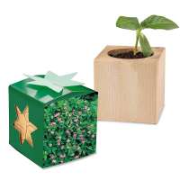 Pflanz-Holz Star-Box mit Samen - Persischer Klee