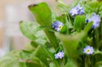 Vorschau: Pflanz-Holz - Standardmotiv - Muttertag Vorschau: Pflanz-Holz - Standardmotiv - Muttertag