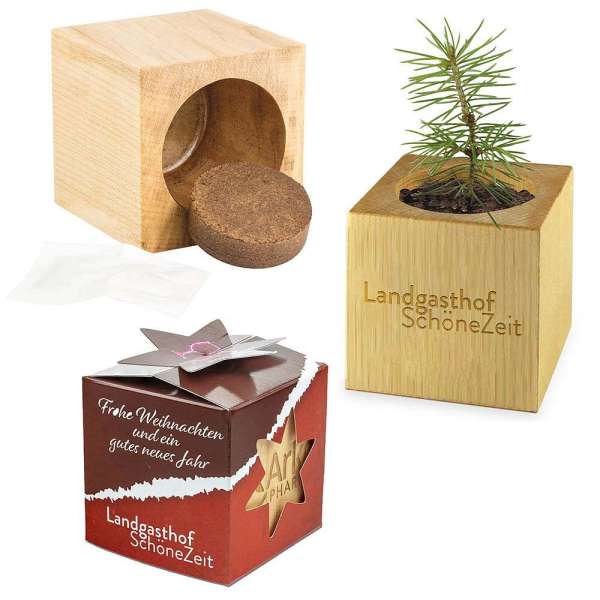 Pflanz-Holz Star-Box mit Samen - Fichte, 2 Seiten gelasert
