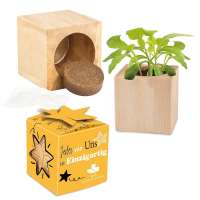 Pflanz-Holz Star-Box Ostern - Eierbaumsamen, ohne Laserung