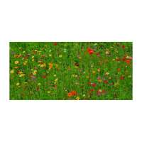 Vorschau: Bienenweide Auf eine blühende Zusammenarbeit Vorschau: Bienenweide Auf eine blühende Zusammenarbeit