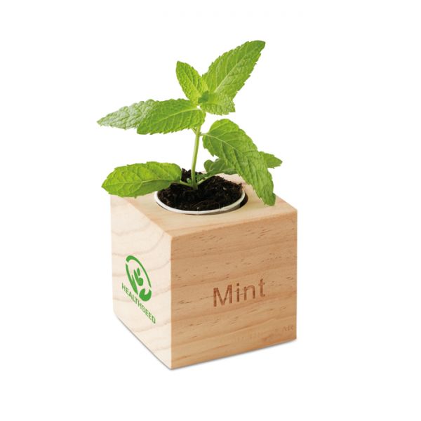 MENTA Kräuterpflanz-Set "Minze''