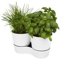 Herbs-Topf für die Küche, doppelt