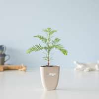 Vorschau: Treemore Briefkastenbäume Mammutbaum Vorschau: Treemore Briefkastenbäume Mammutbaum