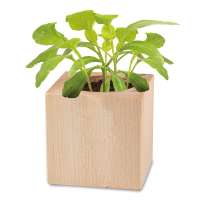 Vorschau: Pflanz-Holz Star-Box Ostern mit Samen - Eierbaumsamen Vorschau: Pflanz-Holz Star-Box Ostern mit Samen - Eierbaumsamen