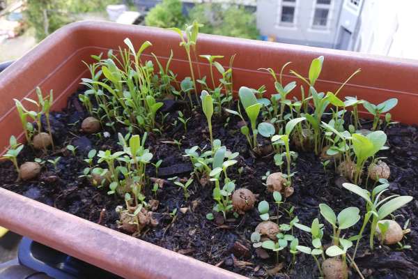 6 Seedbombs in der Eierschachtel - Bienen &amp; Schmetterlinge