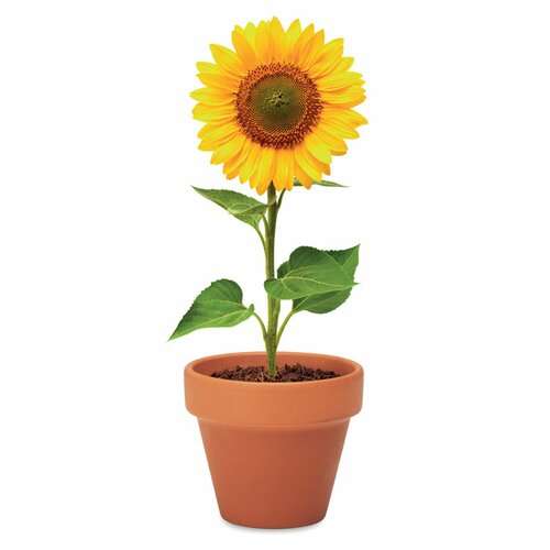 SUNFLOWER Terracotta-Topf Sonnenblume