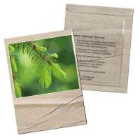 Samentütchen Mini - Standardmotiv - Fichte Samentütchen Mini - Standardmotiv - Fichte