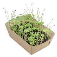 Vorschau: Pflanz-Schale mit Samen - Glücksklee-Zwiebeln (* Je nach Verfügbarkeit der Glücksklee-Zwiebeln) Vorschau: Pflanz-Schale mit Samen - Glücksklee-Zwiebeln (* Je nach Verfügbarkeit der Glücksklee-Zwiebeln)