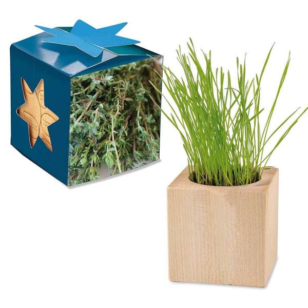 Pflanz-Holz Maxi Star-Box mit Samen - Thymian