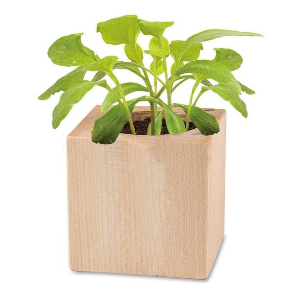 Pflanz-Holz Star-Box Ostern mit Samen - Eierbaumsamen