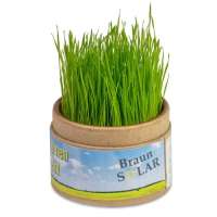 Vorschau: Pflanz-Cup mit Samen - Weihnachten Vorschau: Pflanz-Cup mit Samen - Weihnachten