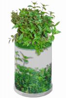 Vorschau: Blumendose Power Ø 65 x 90 mm, Kräutermischung Vorschau: Blumendose Power Ø 65 x 90 mm, Kräutermischung