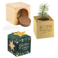 Pflanz-Holz Maxi Star-Box mit Samen - Fichte