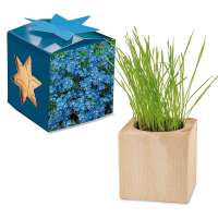 Pflanz-Holz Maxi Star-Box mit Samen - Vergissmeinnicht