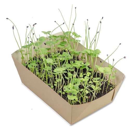 Pflanz-Schale mit Samen