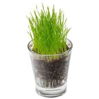 Vorschau: Caffeino-Glas mit Samen Vorschau: Caffeino-Glas mit Samen