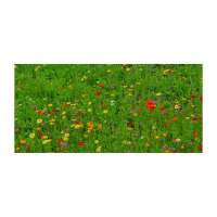 Vorschau: Bienenweide Auf eine blühende Zusammenarbeit Vorschau: Bienenweide Auf eine blühende Zusammenarbeit