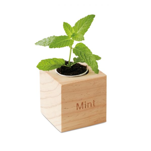 MENTA Kräuterpflanz-Set "Minze''