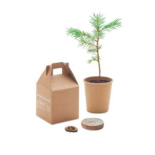 GROWTREE™ Kiefernsamen-Set