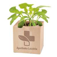 Vorschau: Pflanz-Holz Star-Box Ostern mit Samen - Eierbaumsamen, 1 Seite gelasert Vorschau: Pflanz-Holz Star-Box Ostern mit Samen - Eierbaumsamen, 1 Seite gelasert