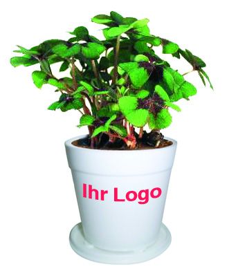 Business-Töpfchen Glück, Glückskleezwiebelchen, 1-4 c Digitaldruck inklusive