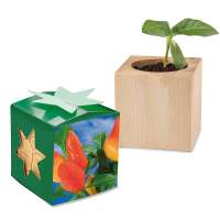 Pflanz-Holz Star-Box mit Samen - Gewürzpaprika, 2 Seiten gelasert individuell