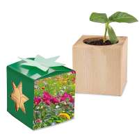 Pflanz-Holz Star-Box - Sommerblume, ohne Laserung