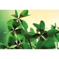 Vorschau: Pflanz-Cup mit Samen - Weihnachten Vorschau: Pflanz-Cup mit Samen - Weihnachten