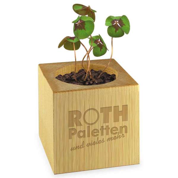 Pflanz-Holz Star-Box mit Samen - Glücksklee-Zwiebel, 1 Seite gelasert (* Je nach Verfügbarkeit der G