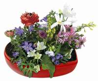 Vorschau: Blumen-Herz, bunte Blumenmischung Vorschau: Blumen-Herz, bunte Blumenmischung