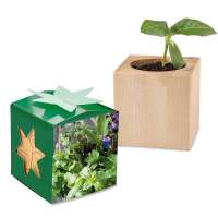 Pflanz-Holz Star-Box mit Samen - Kräutermischung, 2 Seiten gelasert