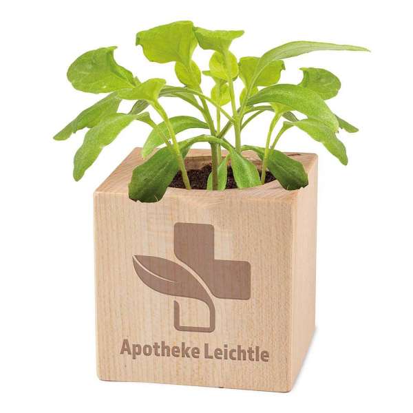 Pflanz-Holz Star-Box Ostern mit Samen - Eierbaumsamen, 1 Seite gelasert