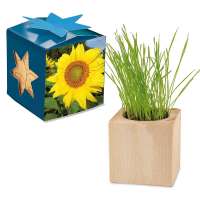 Pflanz-Holz Maxi Star-Box mit Samen - Sonnenblume, 1 Seite gelasert individuell