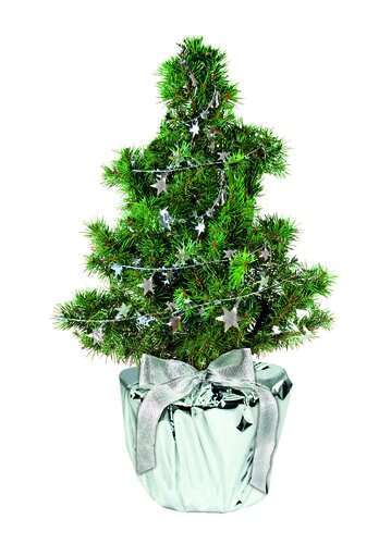 Silberstern-Bäumchen 20-30 cm