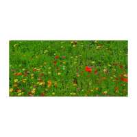 Vorschau: Bienenweide Auf eine blühende Zusammenarbeit Vorschau: Bienenweide Auf eine blühende Zusammenarbeit