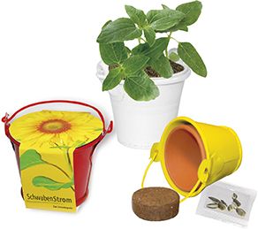 Sonnen-Eimerchen, Zwergsonnenblume, 1-4 c Digitaldruck inklusive