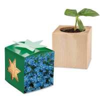 Pflanz-Holz Star-Box Vergissmeinnicht, ohne Laserung