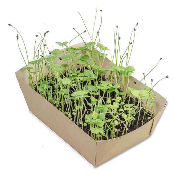 Pflanz-Schale mit Samen - Glücksklee-Zwiebeln (* Je nach Verfügbarkeit der Glücksklee-Zwiebeln)